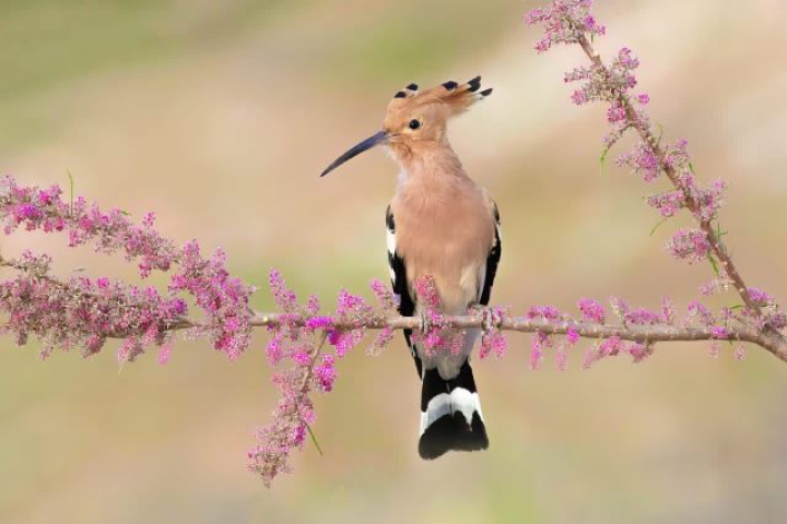 ۹۰ گونه پرنده در تالاب صالحیه ثبت و شناسایی شد